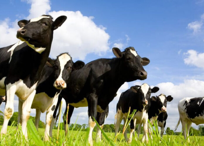 La carne argentina enfrenta nuevas exigencias ambientales para ingresar a Europa