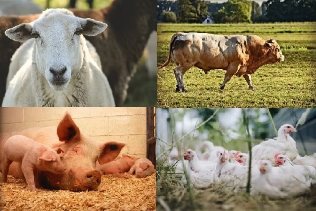 La soja como clave en la alimentación animal y el valor agregado: centro del debate de expertos