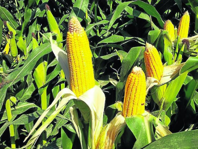 Finalizó la siembra de maíz y girasol en Entre Ríos