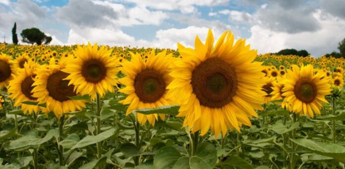 Entre Ríos toma medidas para prevenir el ataque de una plaga que afecta al cultivo de girasol