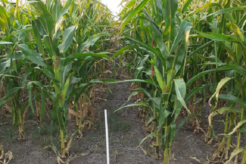 Crece saludable el maíz plantado en 430.000 hectáreas de Entre Ríos