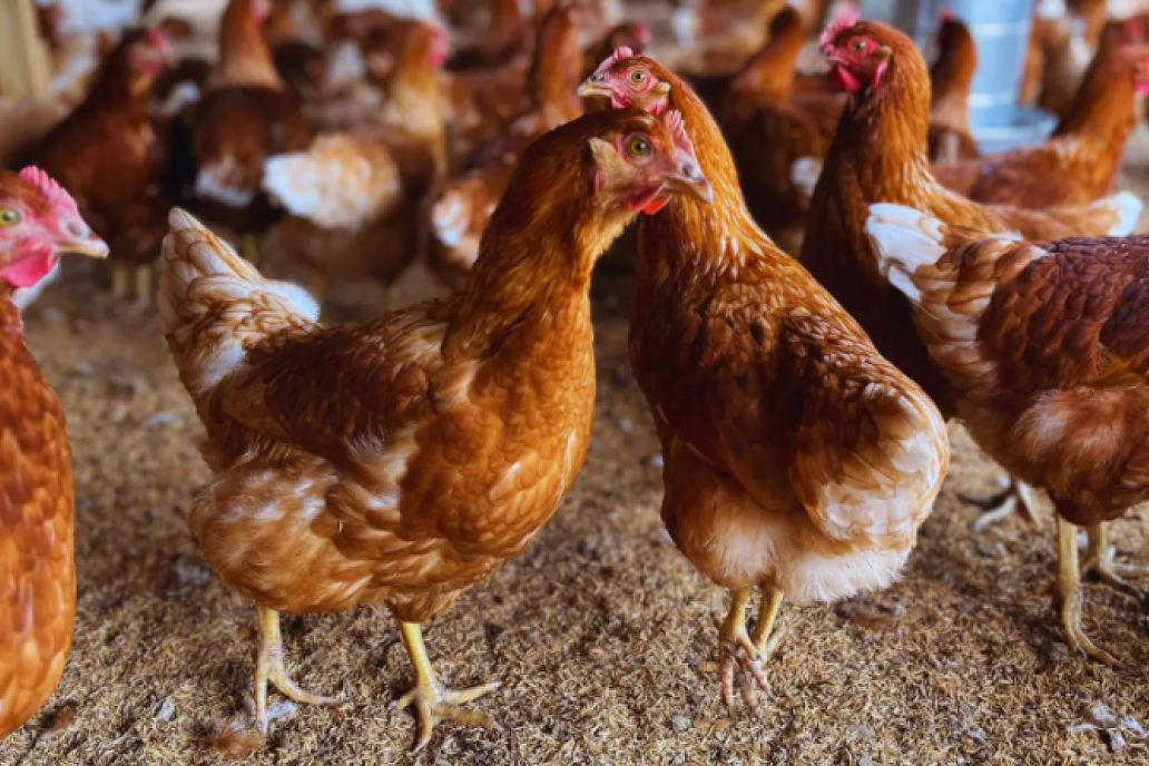 Aíslan una cepa estratégica para el desarrollo de la producción avícola