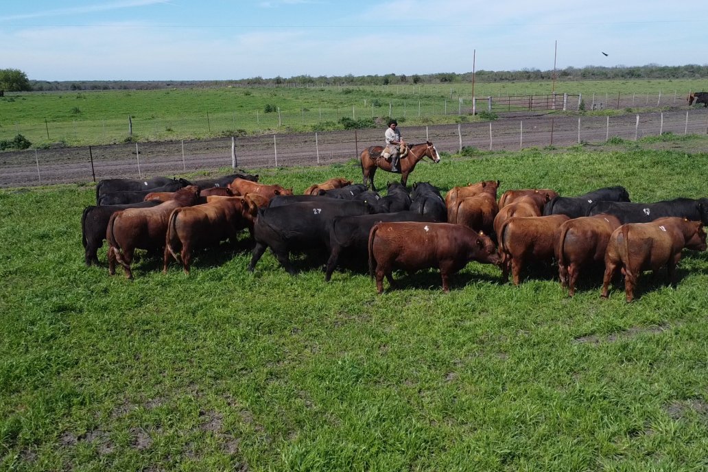 La carne vacuna es el único sector que le ganó a la inflación del 2025