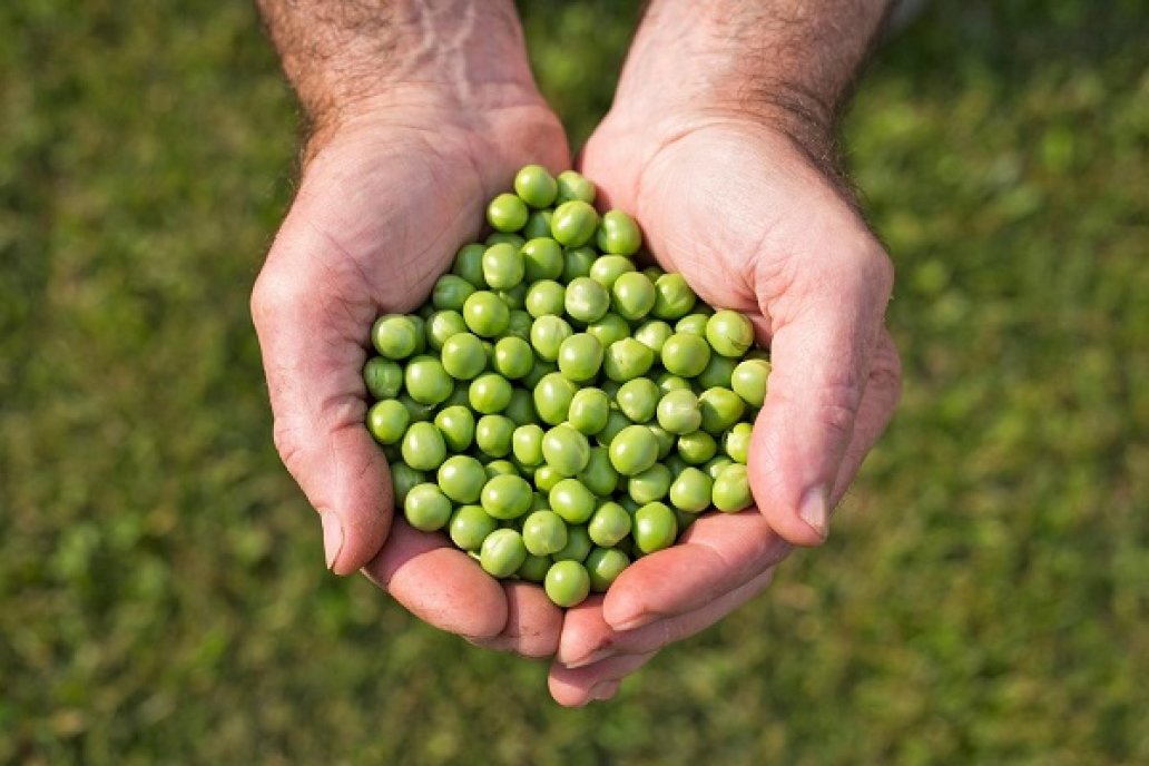 Argentina exporta muchas legumbres y aquí se comen poco