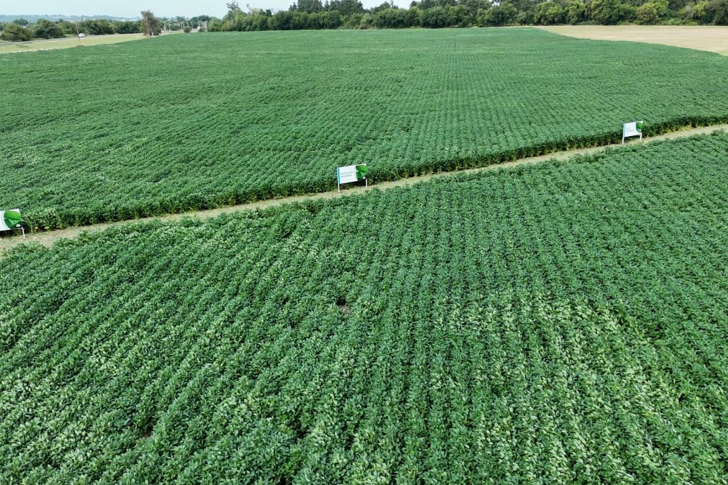 Agricultores bajan a la mitad las hectáreas con soja de primera