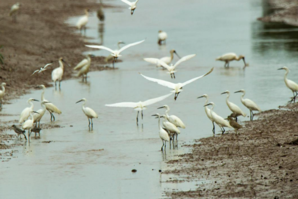 Detectaron influenza en aves silvestres de General Madariaga
