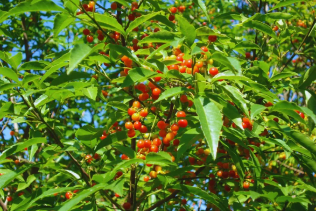 Evalúan semillas nativas para restaurar ambientes complejos