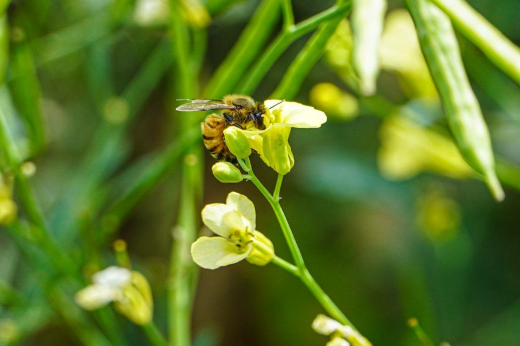 Lanzan una "calculadora" de huella de carbono para cultivos de colza y carinata