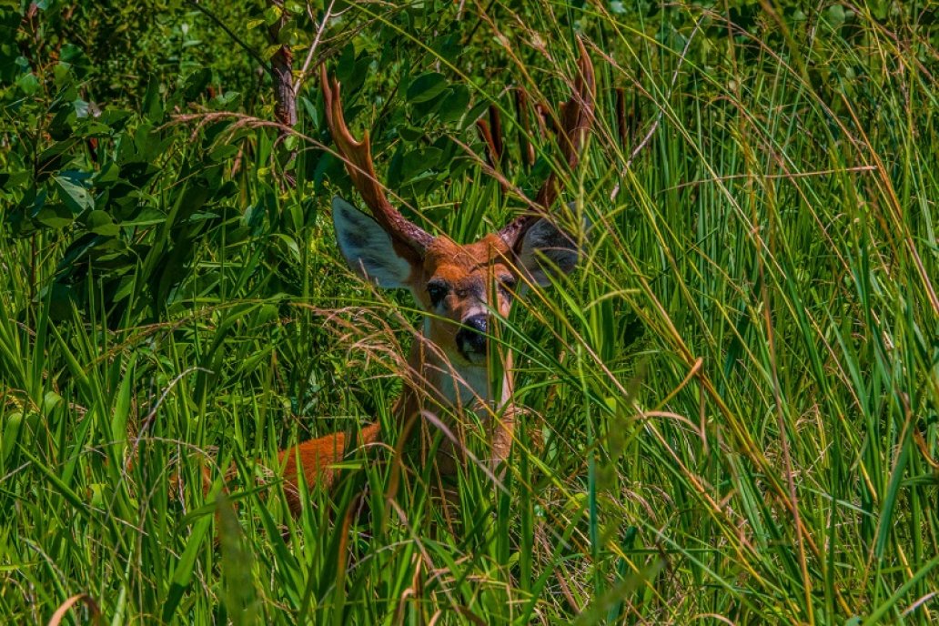 En la Legislatura escuchan voces del campo para dar forma a una ley que controle la fauna exótica