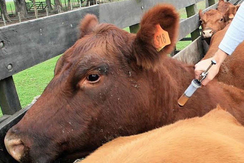 China reportó más de 200 casos de aftosa y crece la alerta mundial