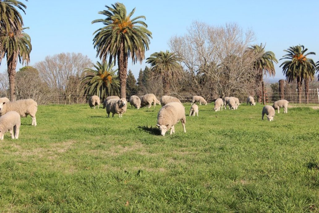 Intentan que los casos de vaca loca no afecten a las exportaciones
