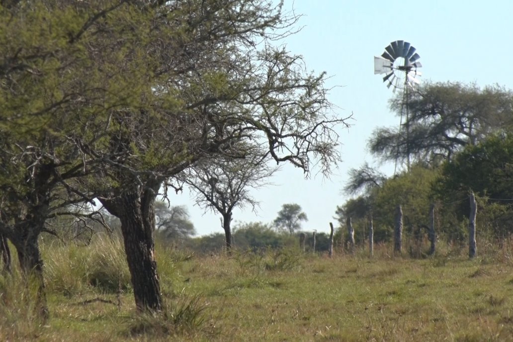 Actualizaron el mapa global de pastizales a partir del mapeo satelital