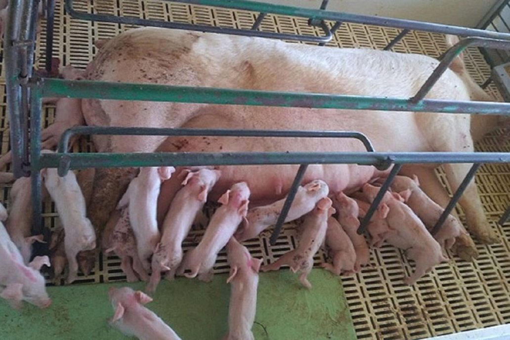 Van en alza los rindes de faena y producción del sector porcino