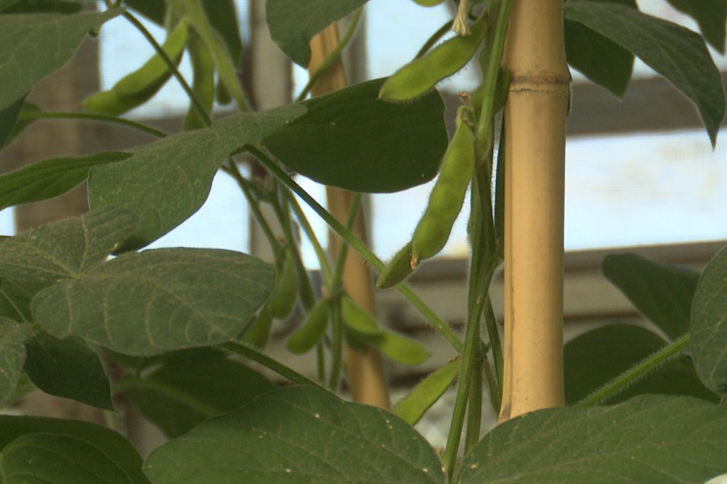 Biocombustibles: la Región Centro teme por la industria de la soja