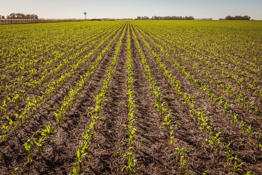 Leguminosas mejoran el balance de nitrógeno en secuencias con maíz