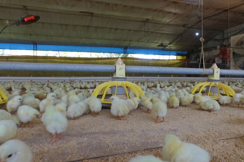 Ácidos orgánicos, curcuminas y taninos al servicio avícola