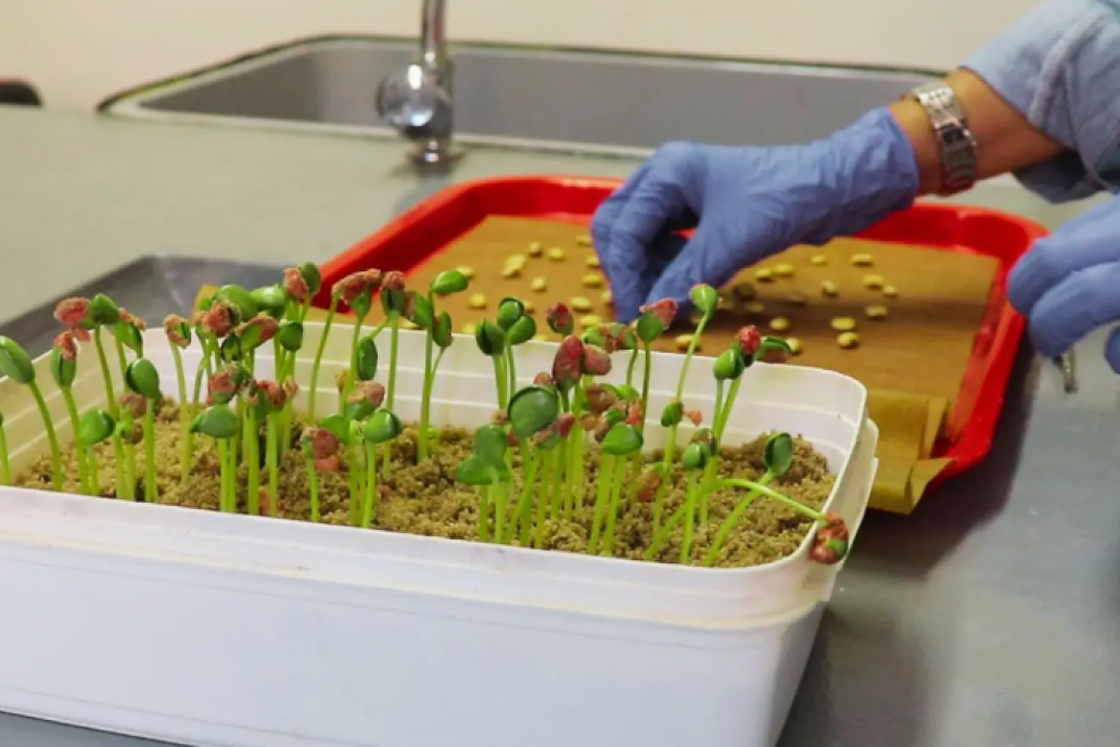 Autoridades propusieron un nuevo esquema de fiscalización de semillas