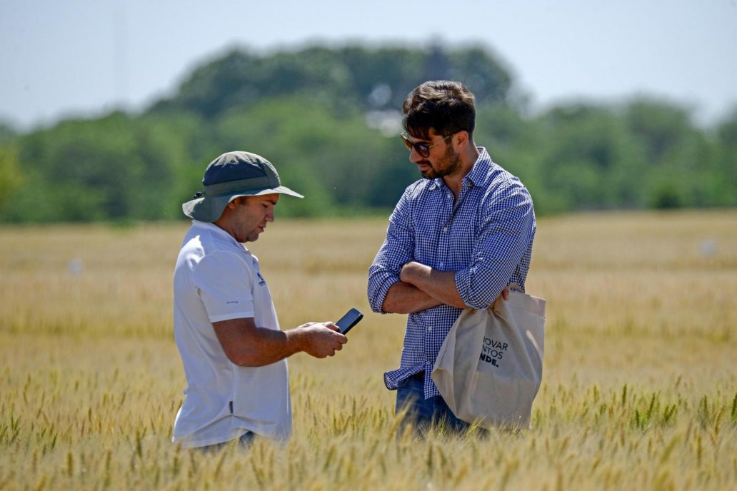 La molienda de trigo creció 1% y el salto productivo llegó al 50%