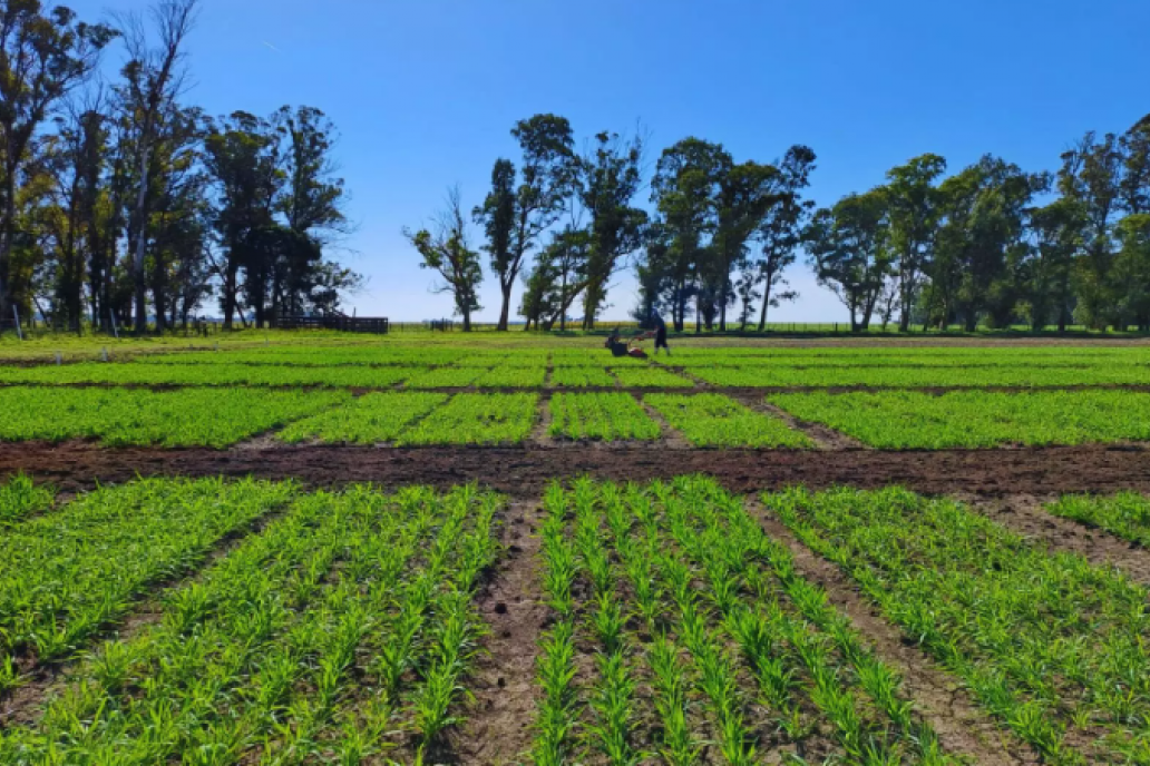 Presentan a "Lola" en sociedad, una nueva avena con potencial forrajero