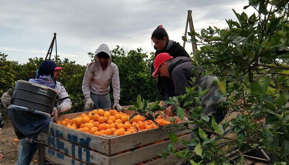 Crisis citrícola en Entre Ríos: precios en caída y alerta productiva