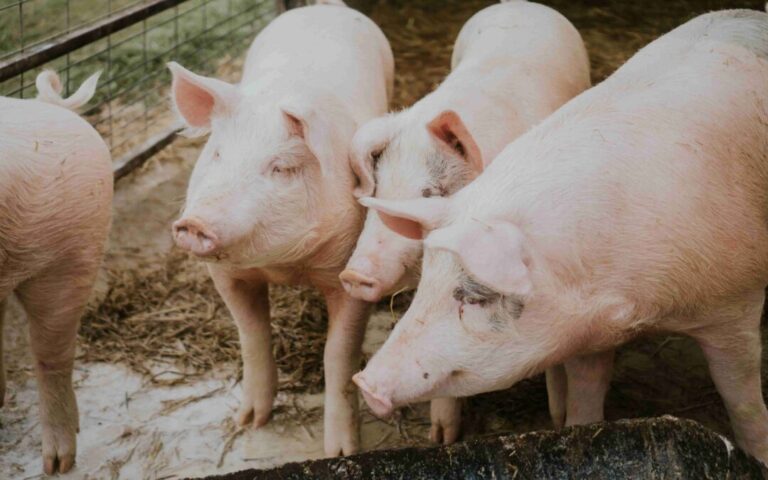 Triquinosis: el SENASA intensifica la prevención ante el inicio de la temporada de mayor riesgo