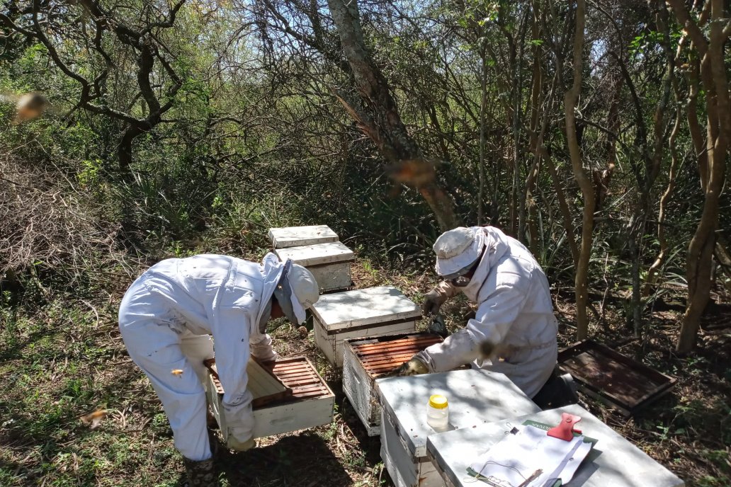 Sigue el alerta por el acecho del escarabajo de la colmena