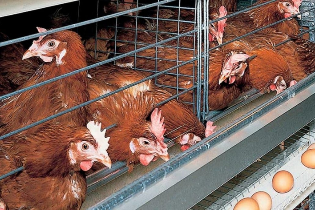 Argentina lidera el consumo mundial de huevos: 398 unidades por persona