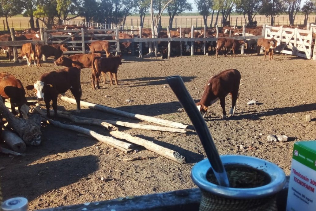 El stock ganadero sigue estable en torno a los 4,3 millones de cabezas