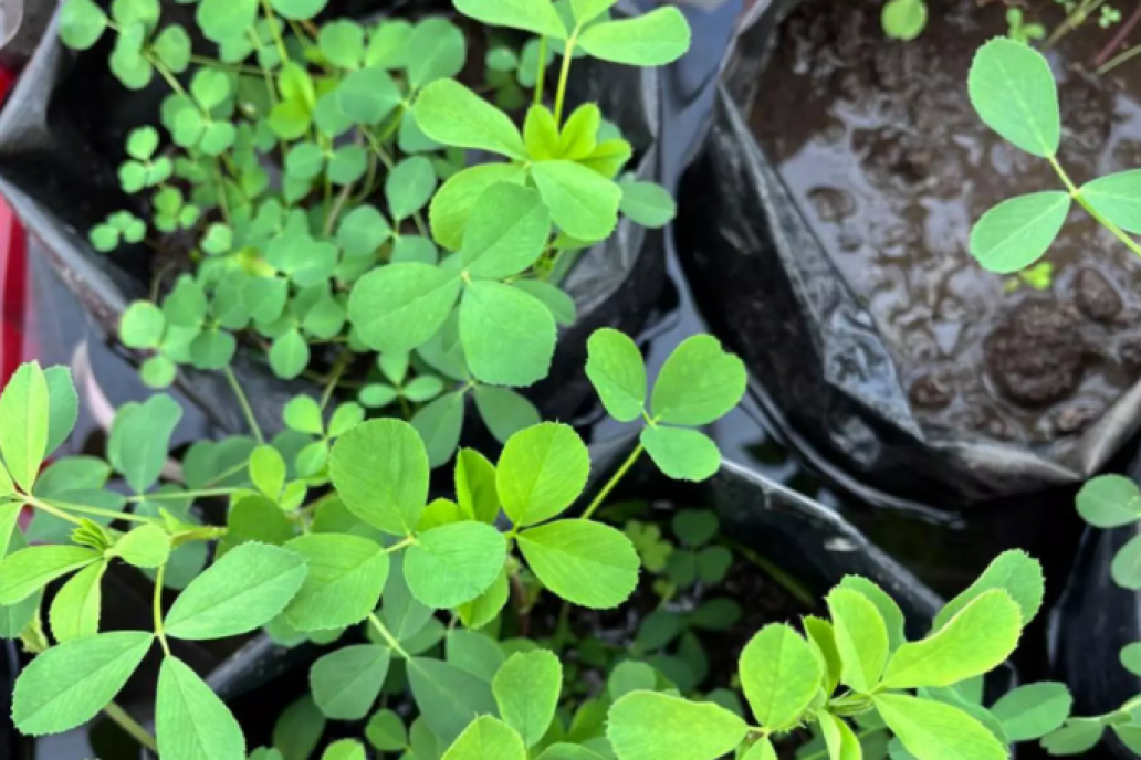 La exportación de alfalfa creció un 90% durante el primer trimestre de 2026