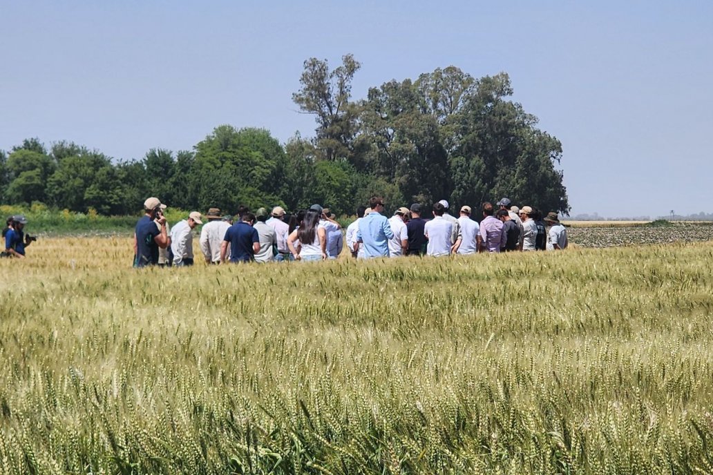 La caída de la siembra de trigo rondará las 500.000 hectáreas