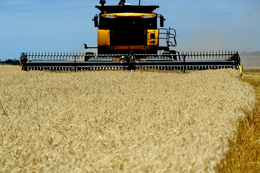 El trigo entra en una nueva etapa y la diferencia está en cómo producir