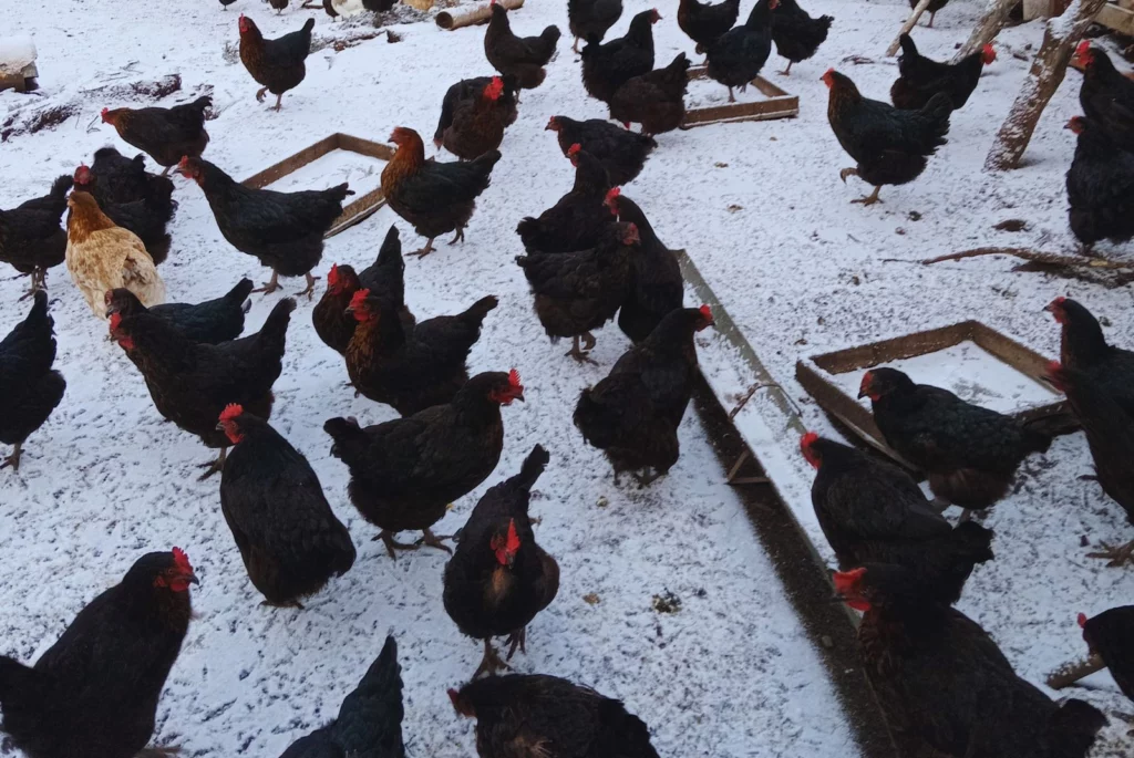 INTA logró duplicar la producción de huevos en el invierno patagónico mediante suplementación lumínica