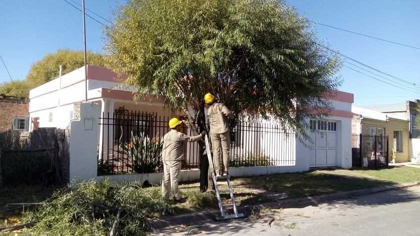 Tareas de poda del arbolado público urbano en Valle María