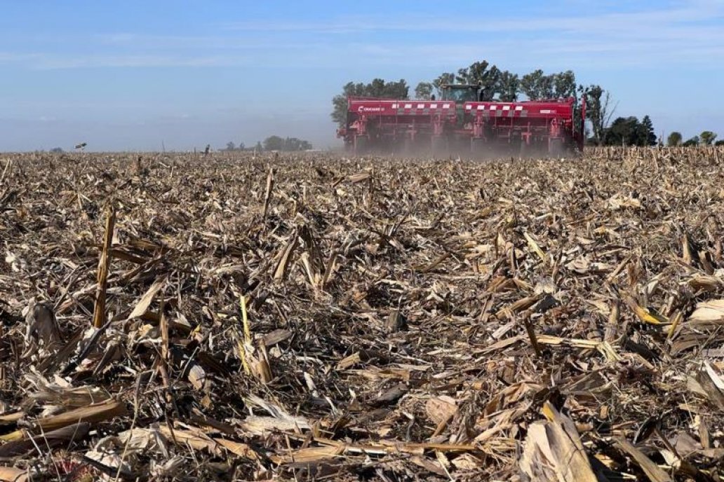Definen a la presecia de chicharritas en campos del Litoral argentino como "de relativa estabilidad"