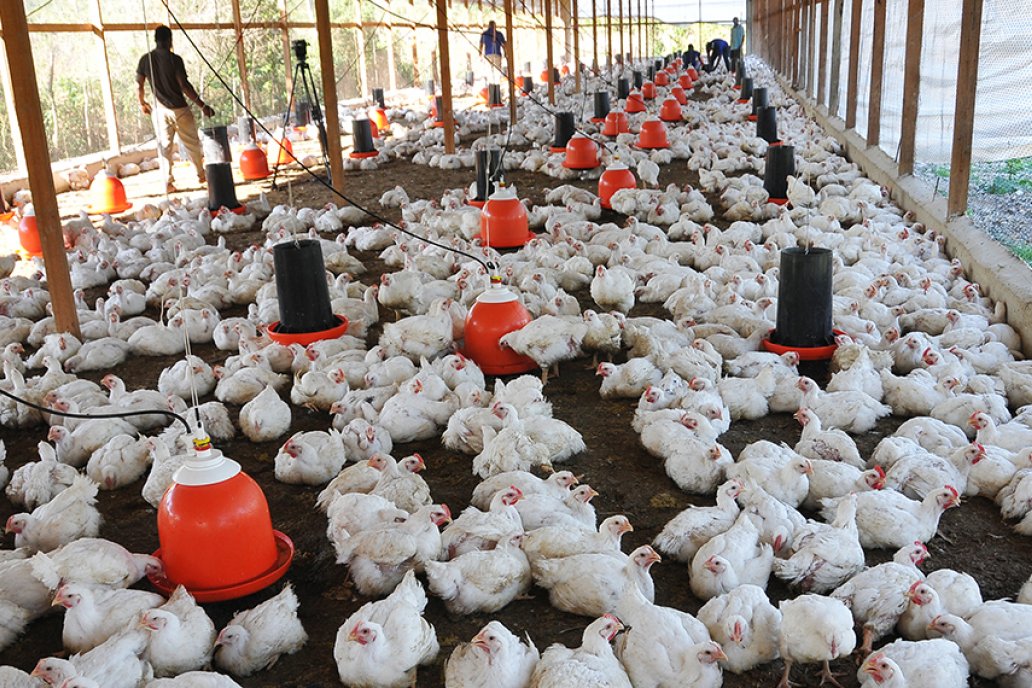 Desde el dinamismo rural, Entre Ríos se abre espacio en el mundo de los negocios agropecuarios
