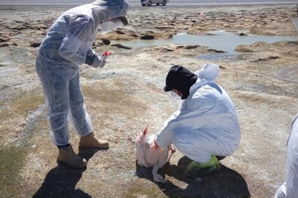 Recomendaciones para prevenir influenza en aves silvestres