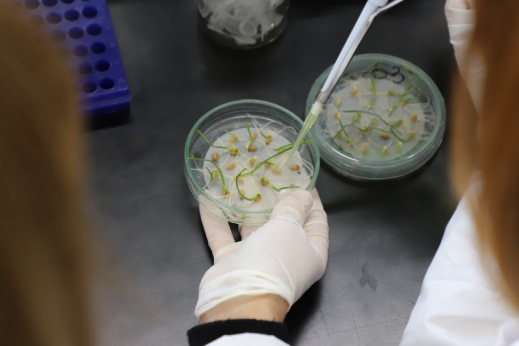 Desde este lunes rige un nuevo protocolo para controlar semillas