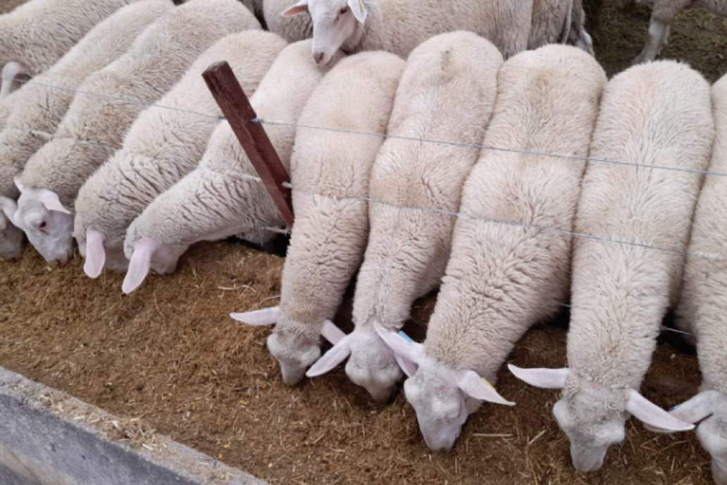 Un nuevo modelo de producción y consumo propone lograr corderos pesados que dejen 25 kilos al gancho