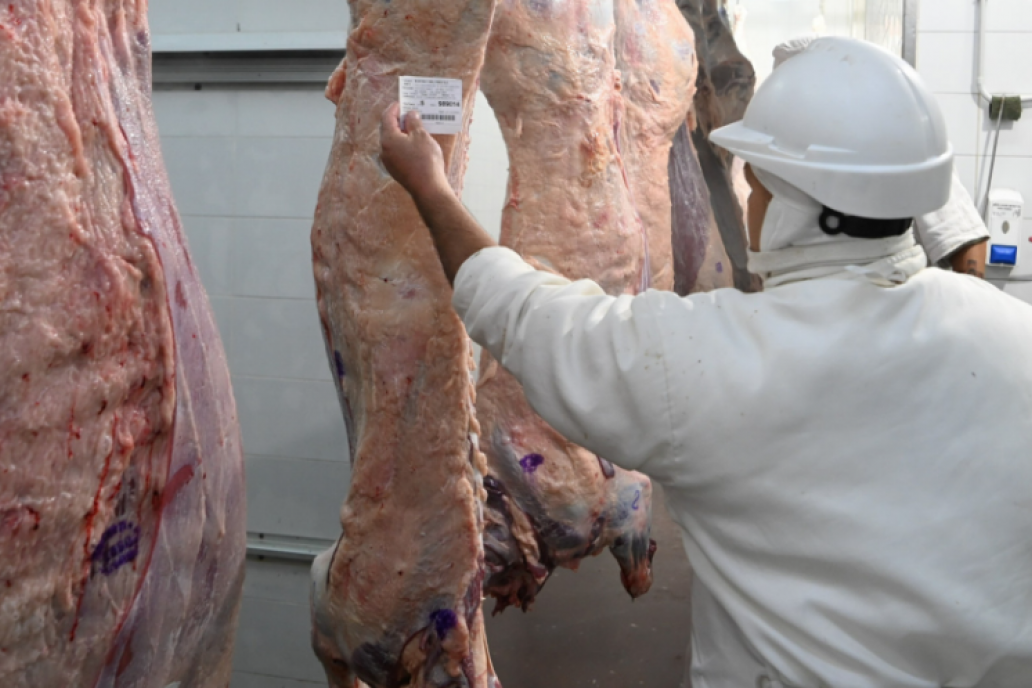 El peso promedio de faena de mayo promedió los 240 kilos