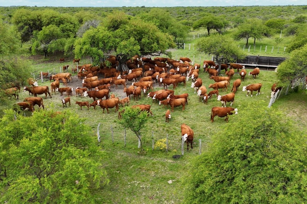 Senasa introduce más cambios al plan contra fiebre aftosa