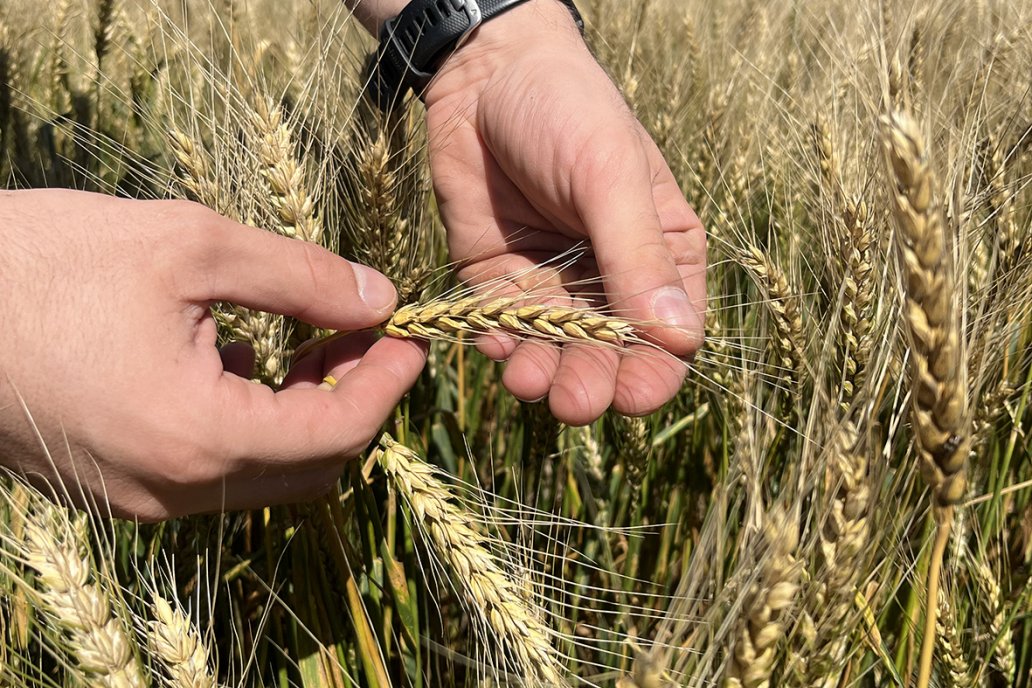 Las claves de un buen trigo: variedad correcta, agua de calidad y nutrición