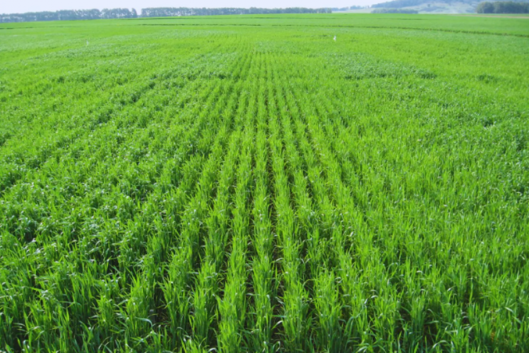 Cuando la nutrición impacta en el rinde y en la calidad del grano