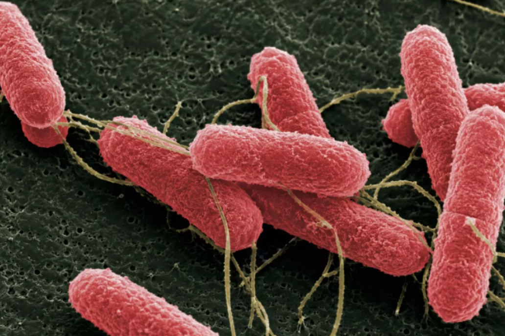 Desarrollan una molécula capaz de disminuir escherichia coli en bovinos
