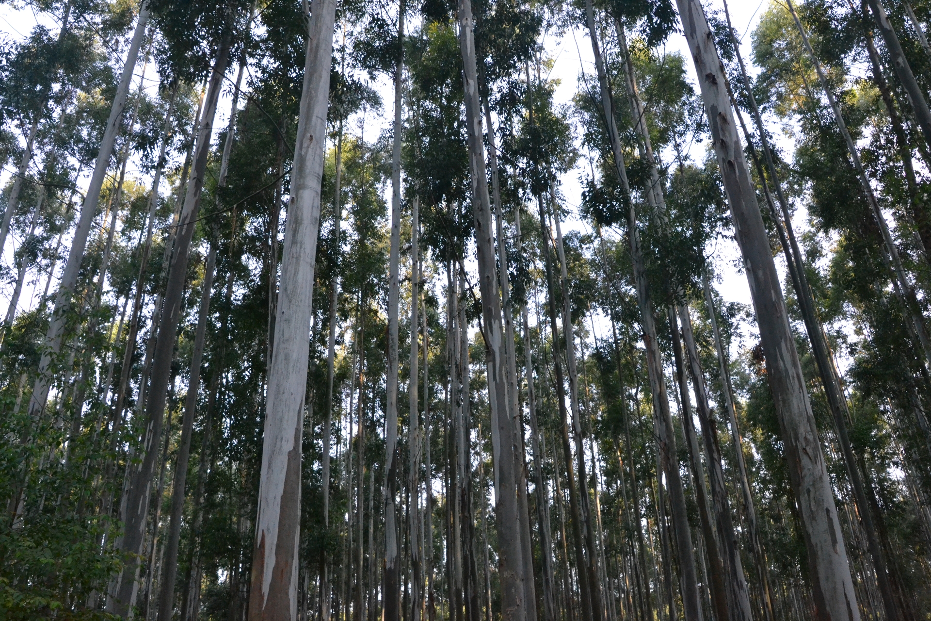 Desde el 24 de junio censarán la cadena forestal entrerriana