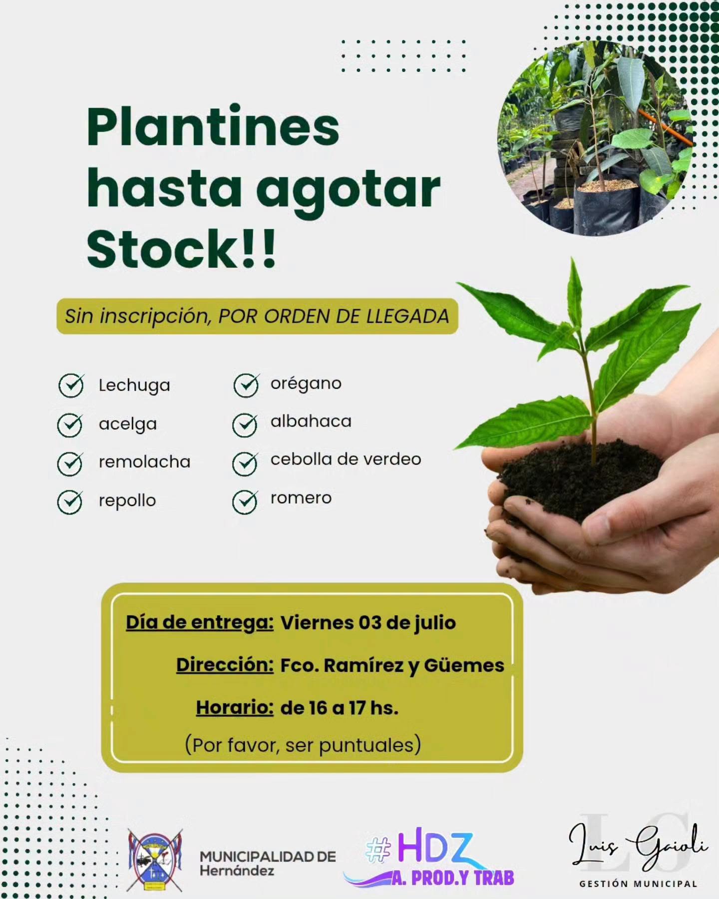 Entrega de plantines en Hernández