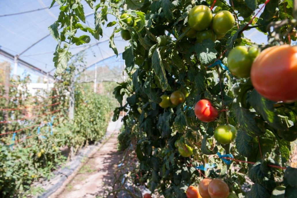Identifican un gen que mejora el rendimiento del cultivo de tomate