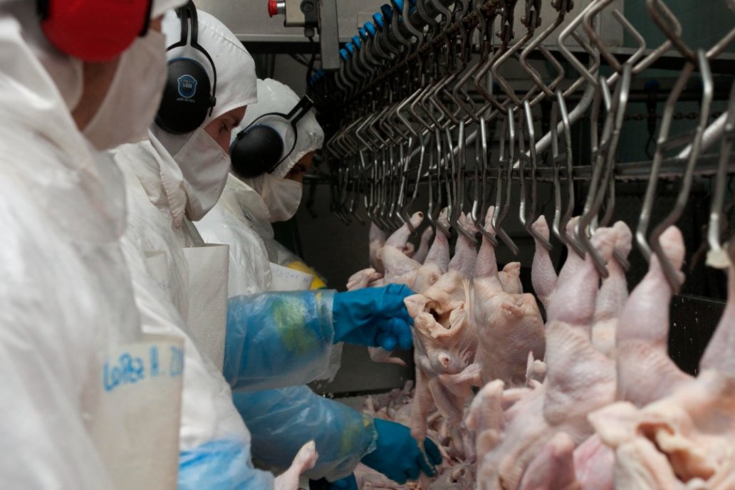 En agosto, la Argentina volverá a vender cortes avícolas en Europa