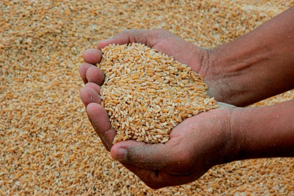 En trigo, la provincia destaca como proveedor del grano sin procesar
