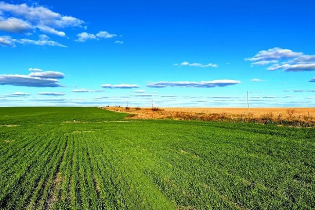 La mayor parte de los campos destinados a trigo y lino están cultivados y se ven bastante bien