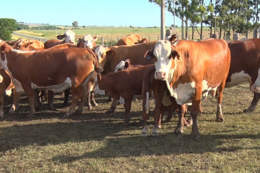 Derogan ocho normas fitosanitarias y actualizan el marco regulatorio del sector agropecuario